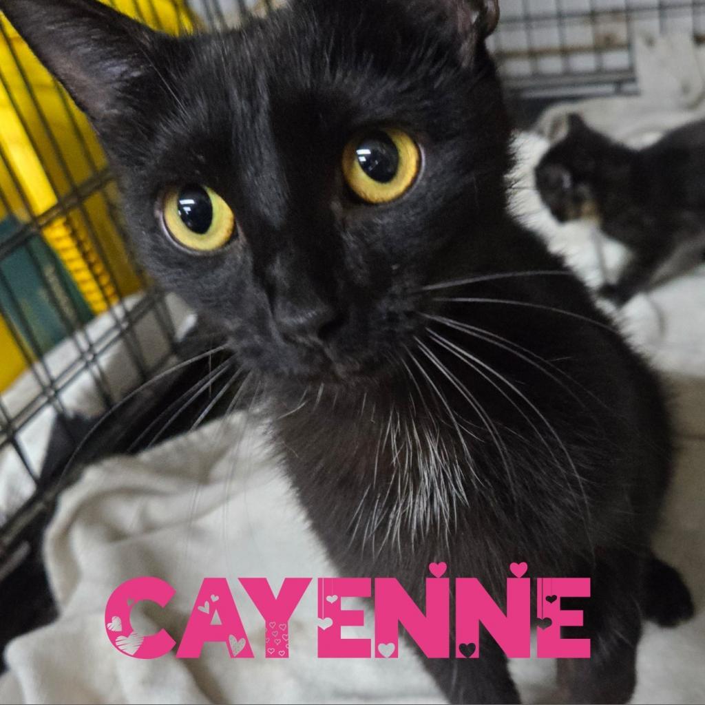 Enlarge Cayenne, a Adoptable Domestic Short Hair in Union City, PA image 1/3