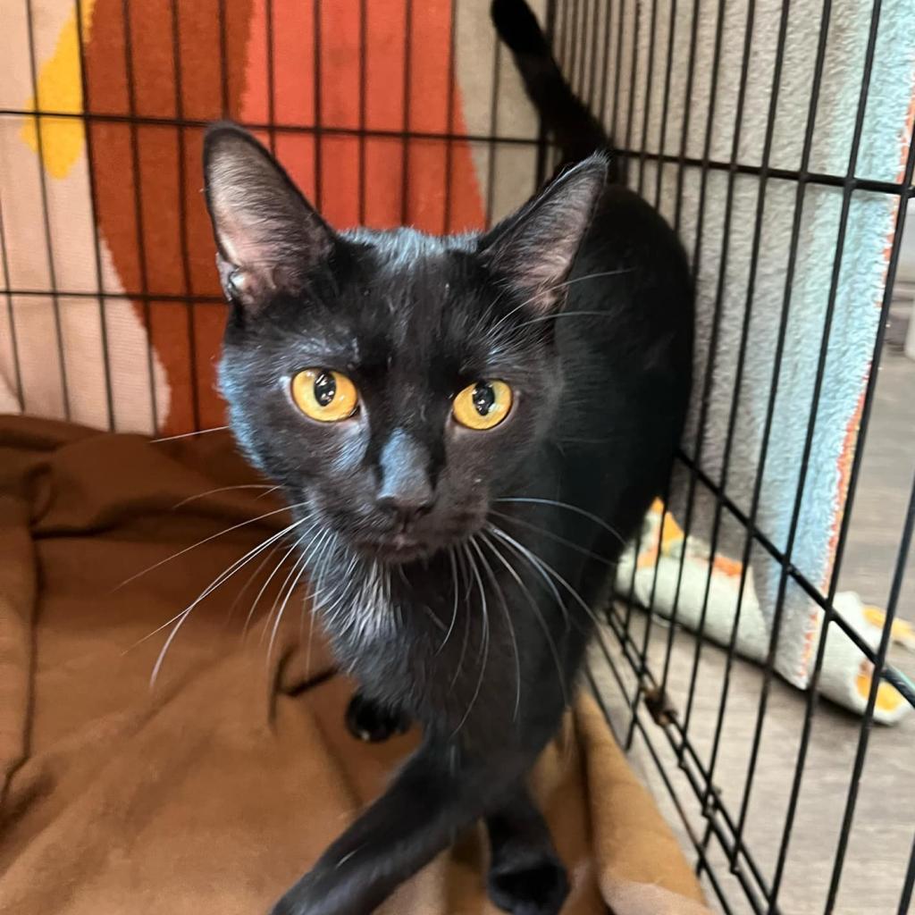 Enlarge Cayenne, a Adoptable Domestic Short Hair in Union City, PA image 3/3