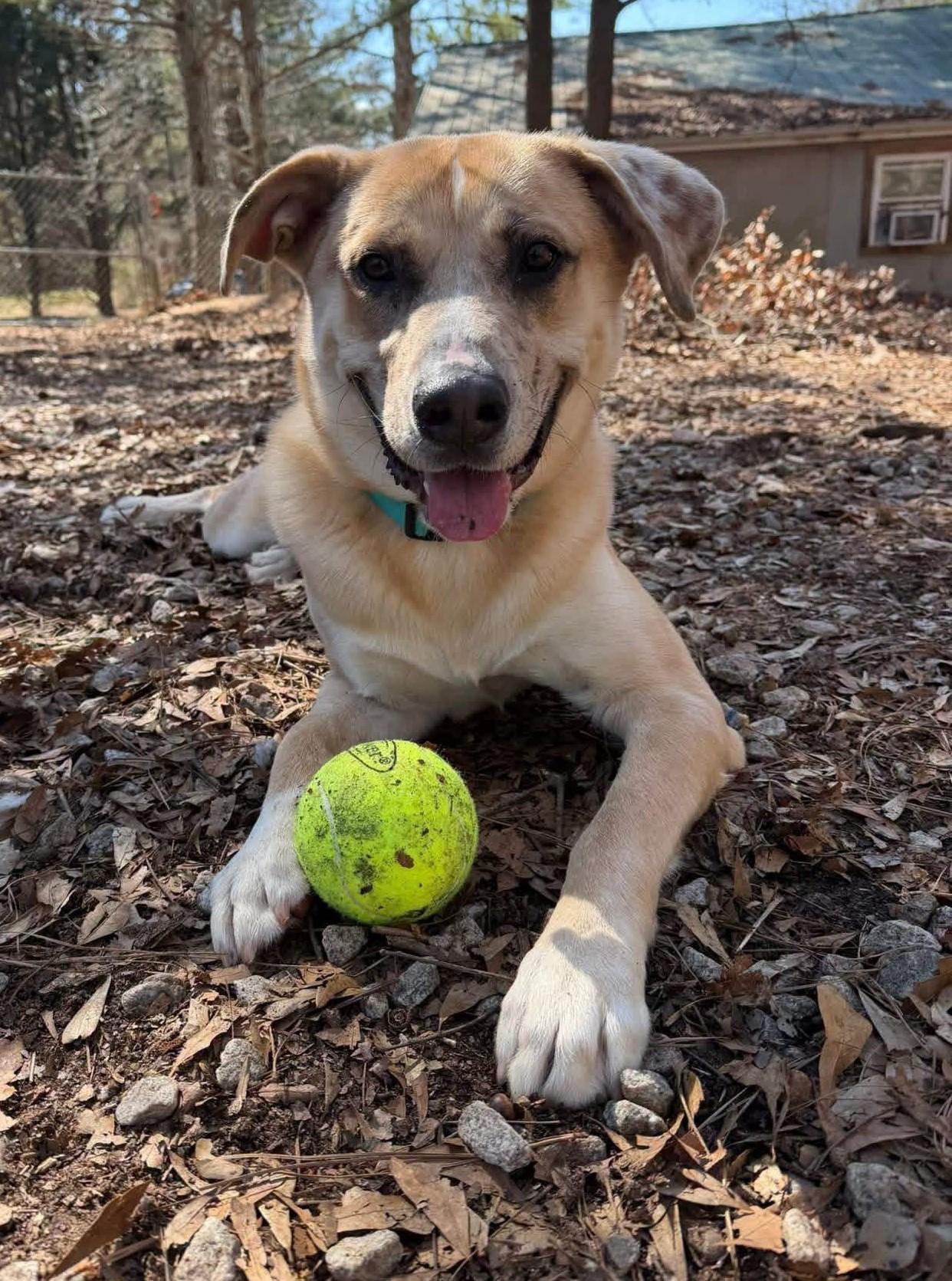 Crescent, Adoptable, Young Male Shepherd.