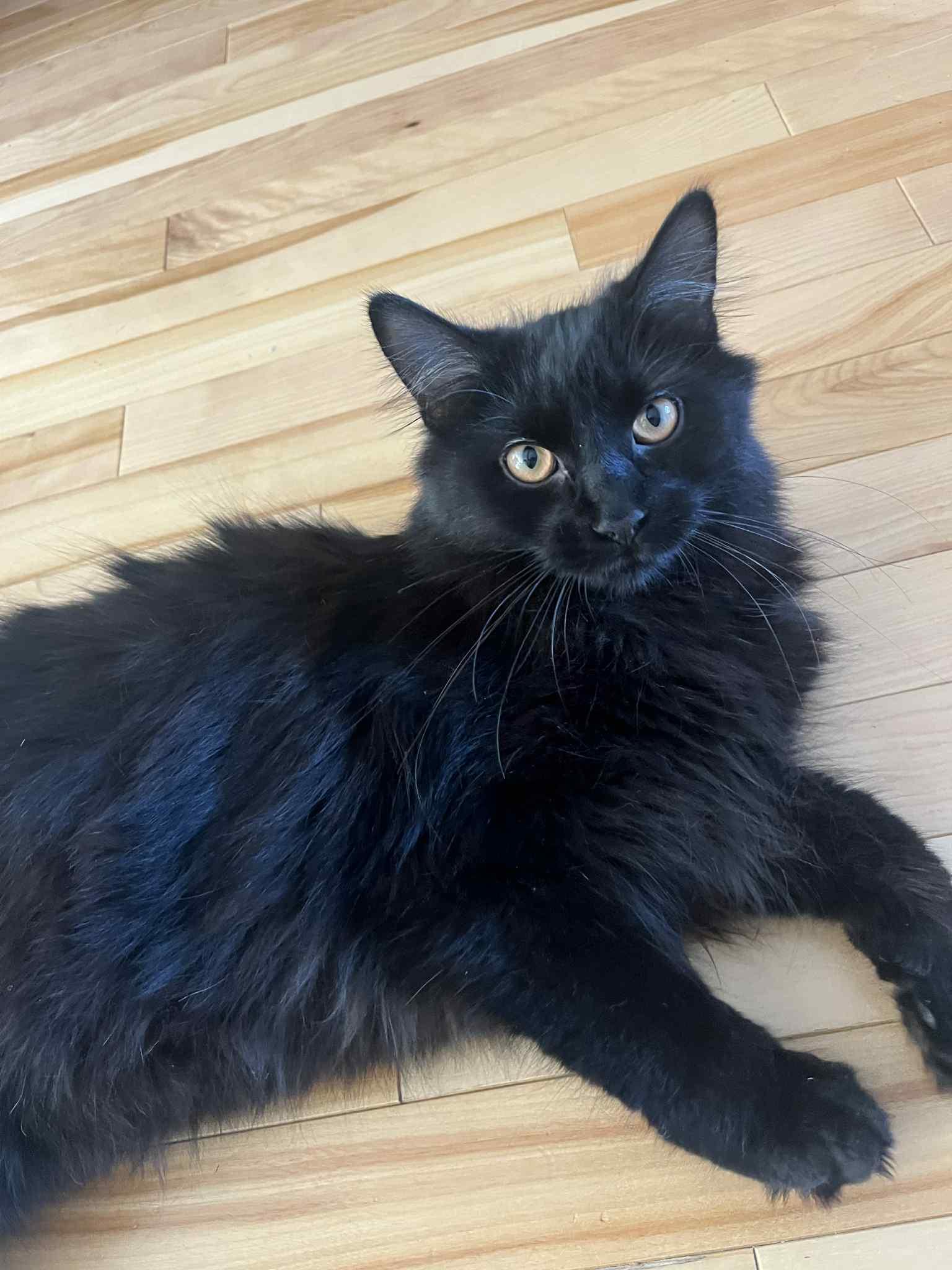 Minuit, Adoptable, Young Female Domestic Long Hair.