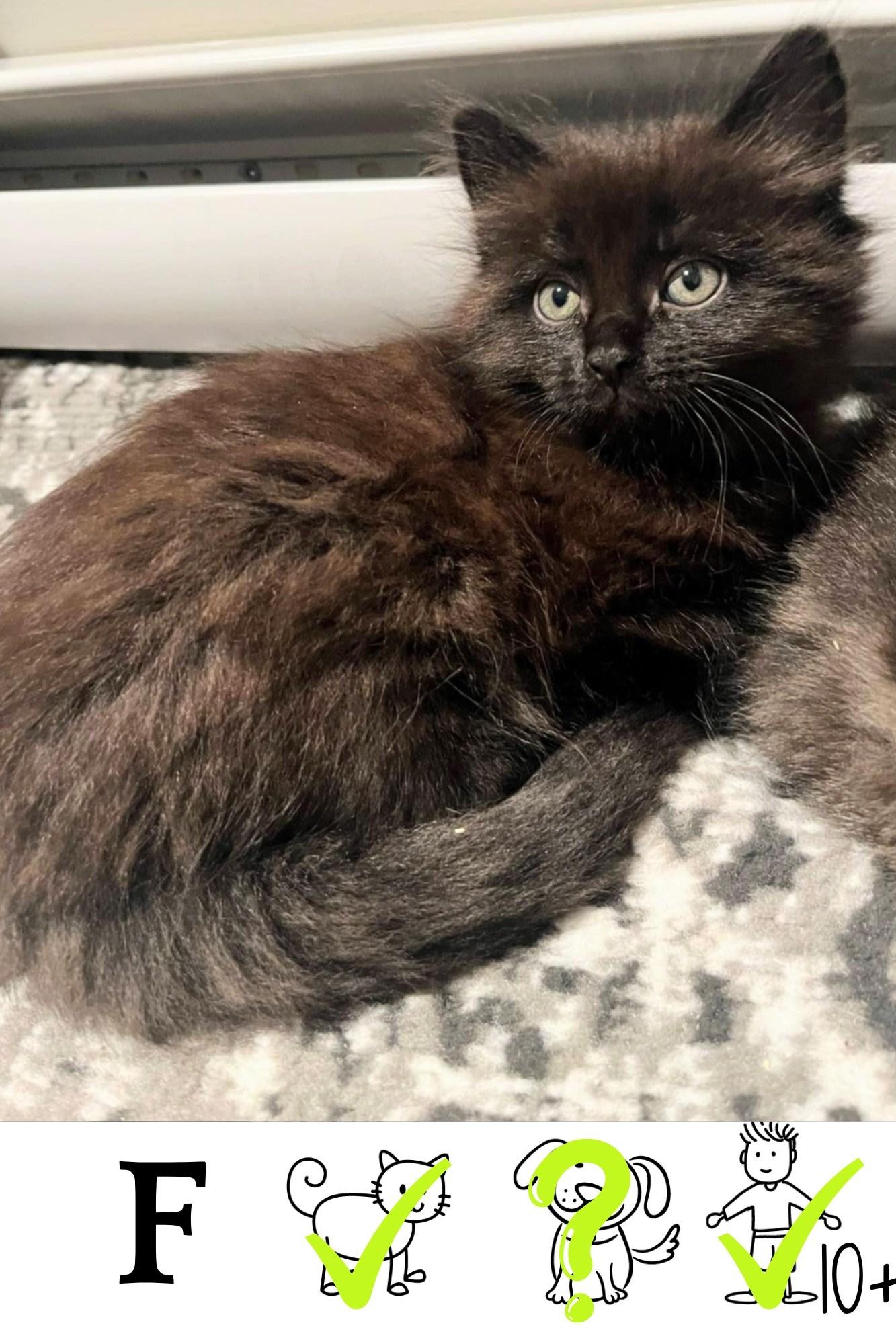 Minuit, Adoptable, Young Female Domestic Long Hair.