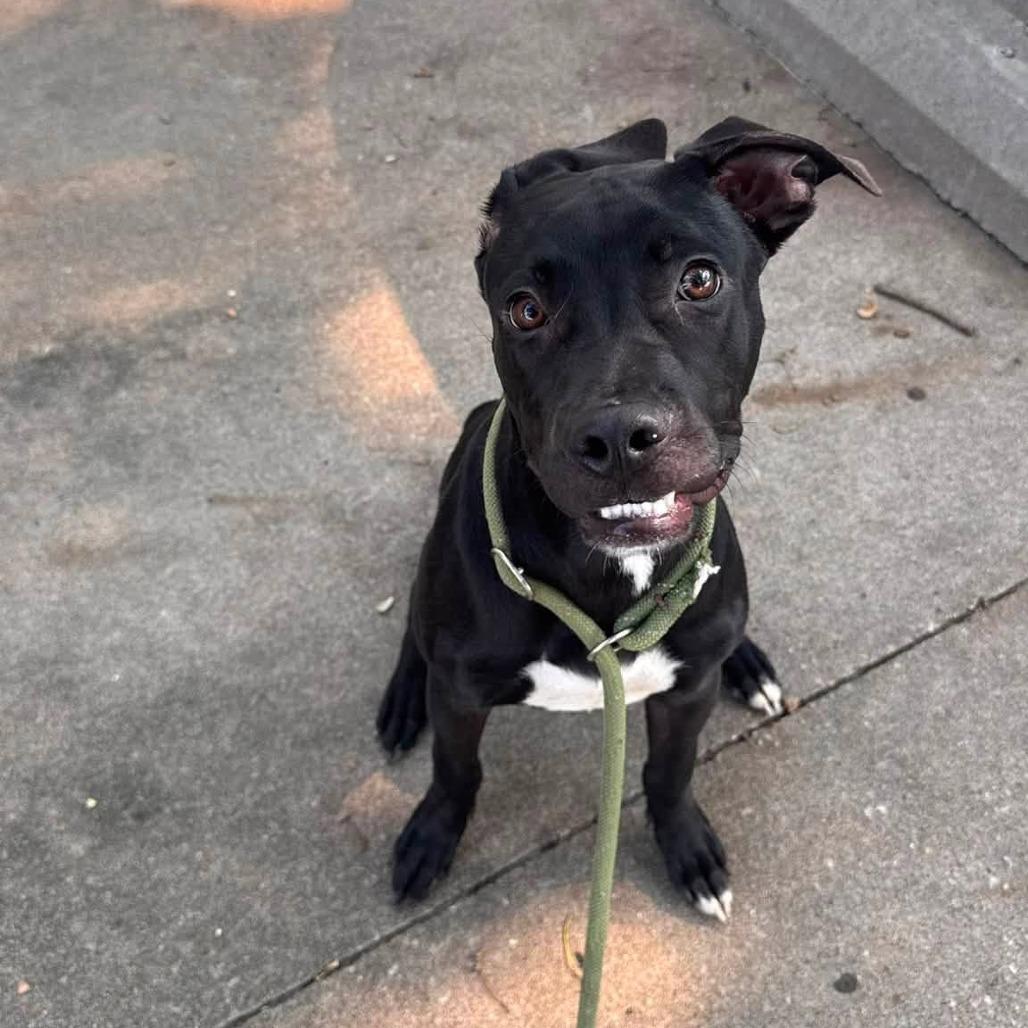 Cleetus, a Adoptable mixed breed in Manhattan, KS image 1/4