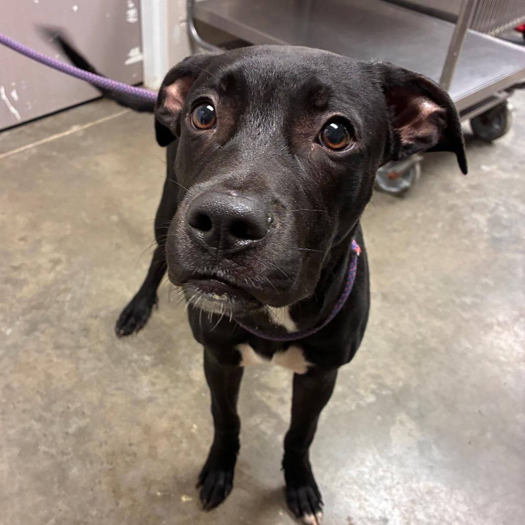 Cleetus, a Adoptable mixed breed in Manhattan, KS image 2/4