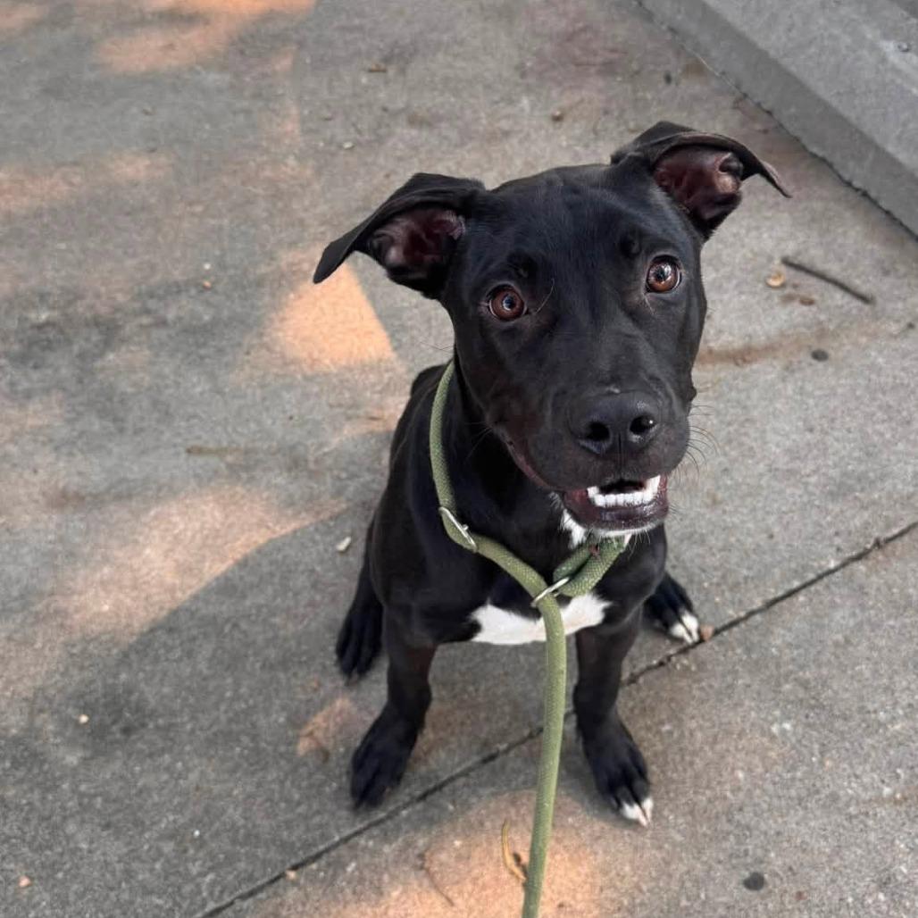 Cleetus, a Adoptable mixed breed in Manhattan, KS image 3/4