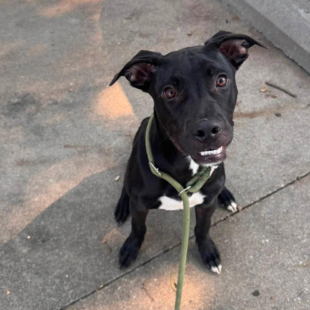 Cleetus, a Adoptable mixed breed in Manhattan, KS image 4/4