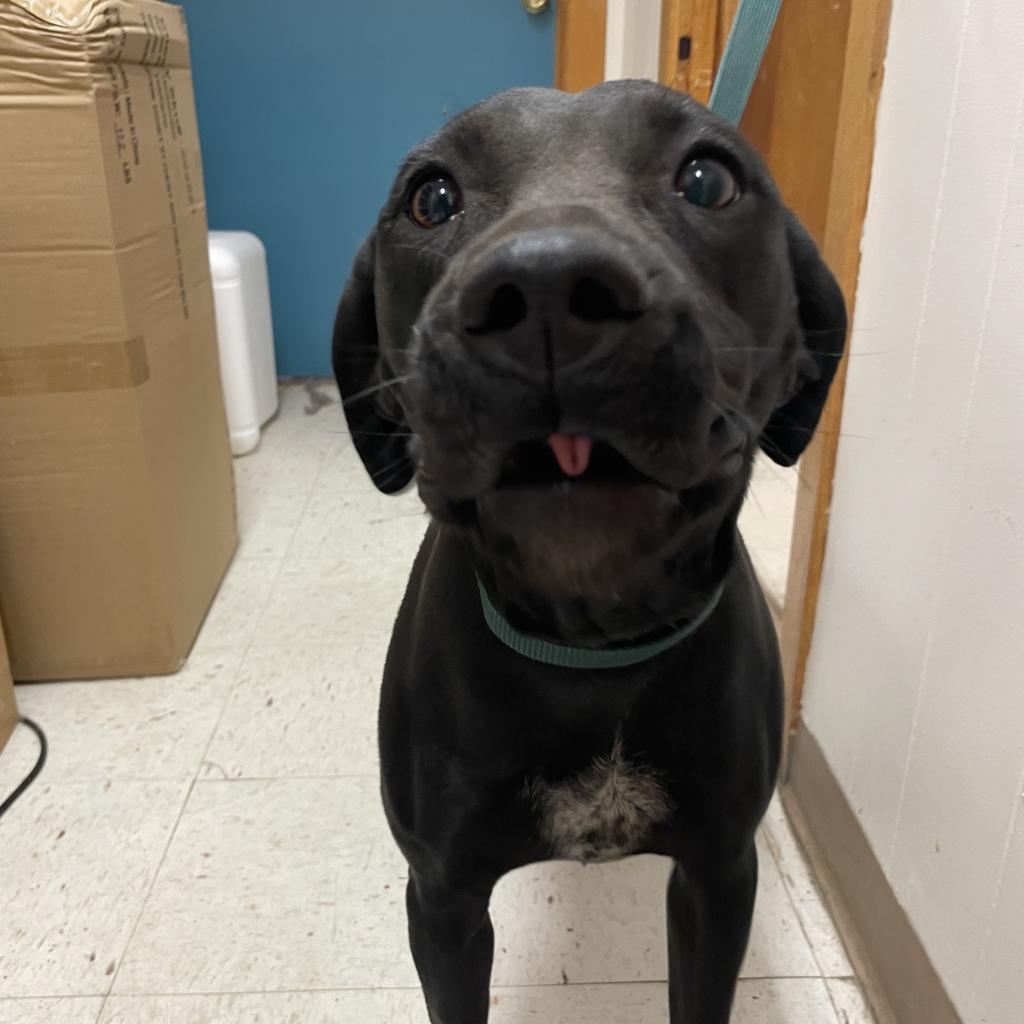 Enlarge Baby, a Adoptable Black Labrador Retriever in Green Forest, AR image 3/5