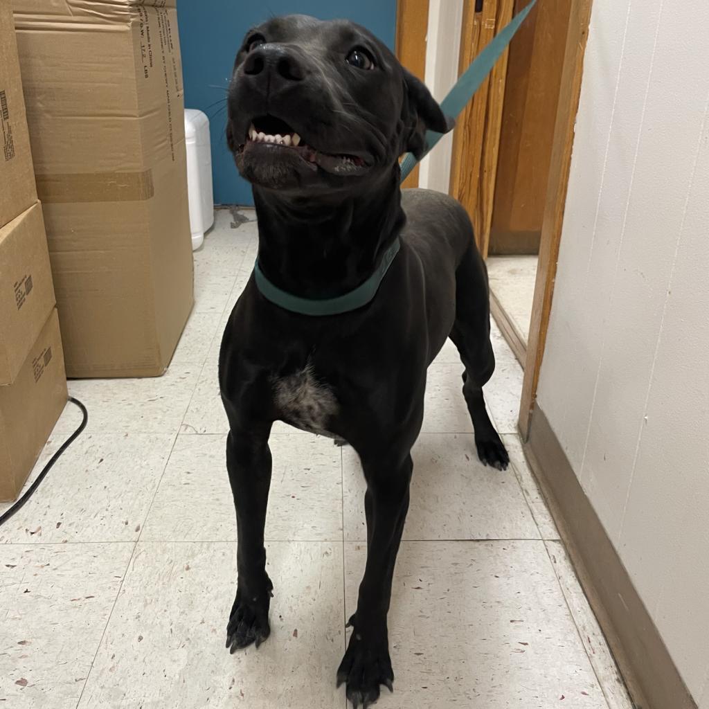 Enlarge Baby, a Adoptable Black Labrador Retriever in Green Forest, AR image 4/5