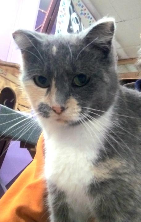 Biscotti, Adoptable, Adult Female Domestic Short Hair.