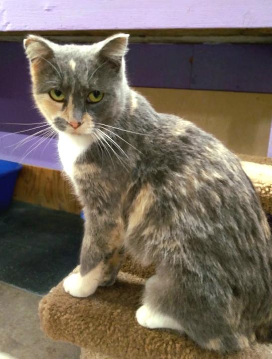 Biscotti, a Adoptable Domestic Short Hair in Faribault, MN image 2/2