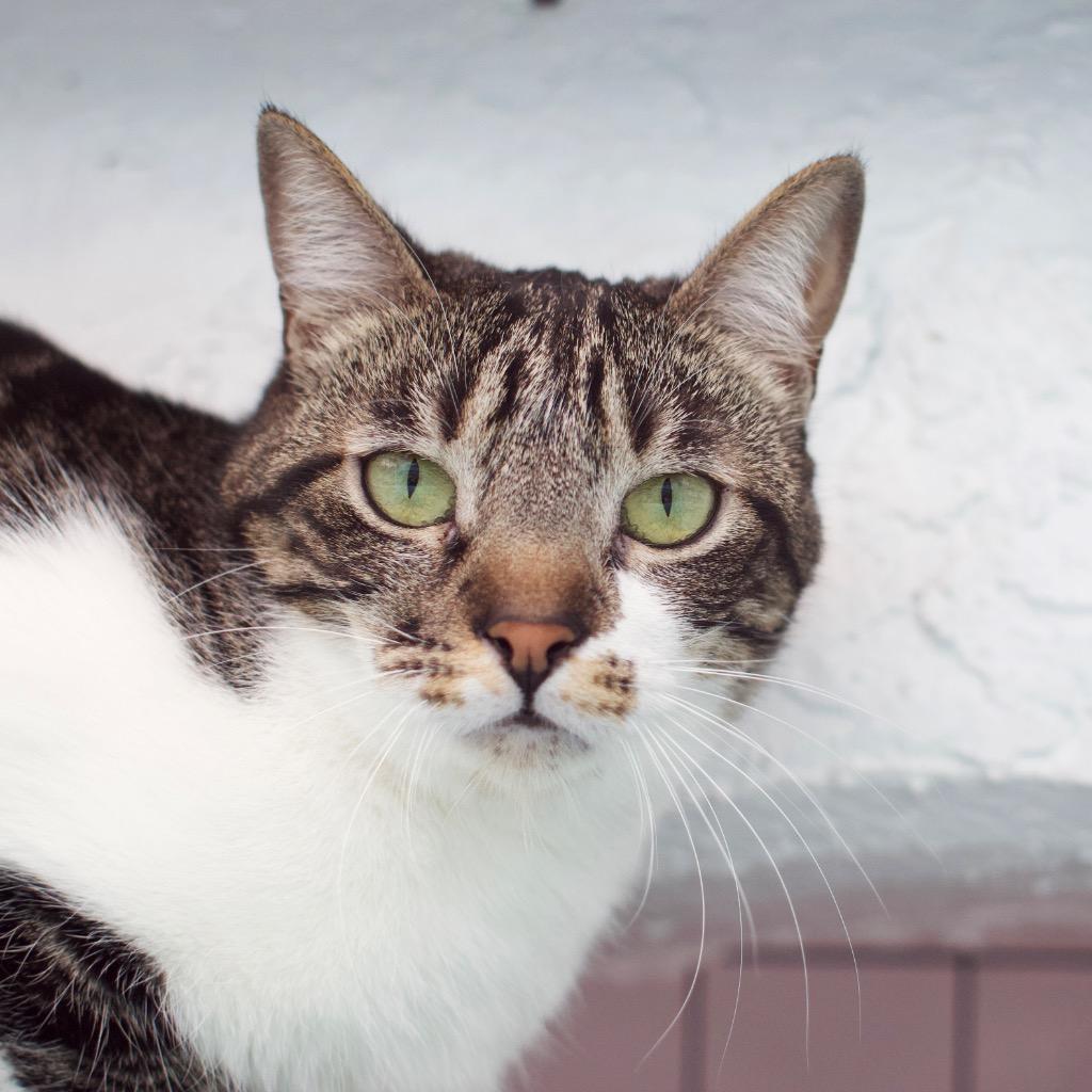 Watermelon, Adoptable, Adult Female Domestic Short Hair.