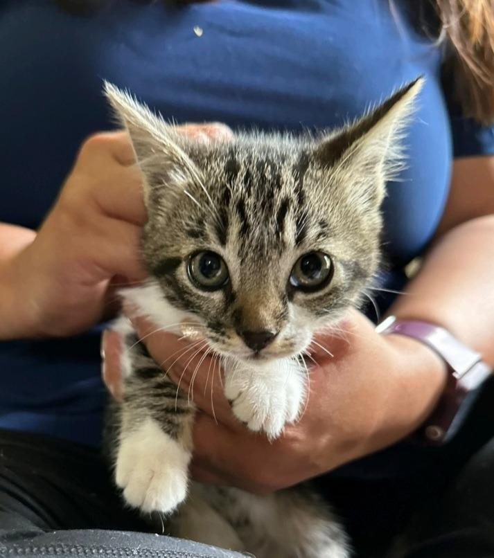 Watermelon, Adoptable, Adult Female Domestic Short Hair.