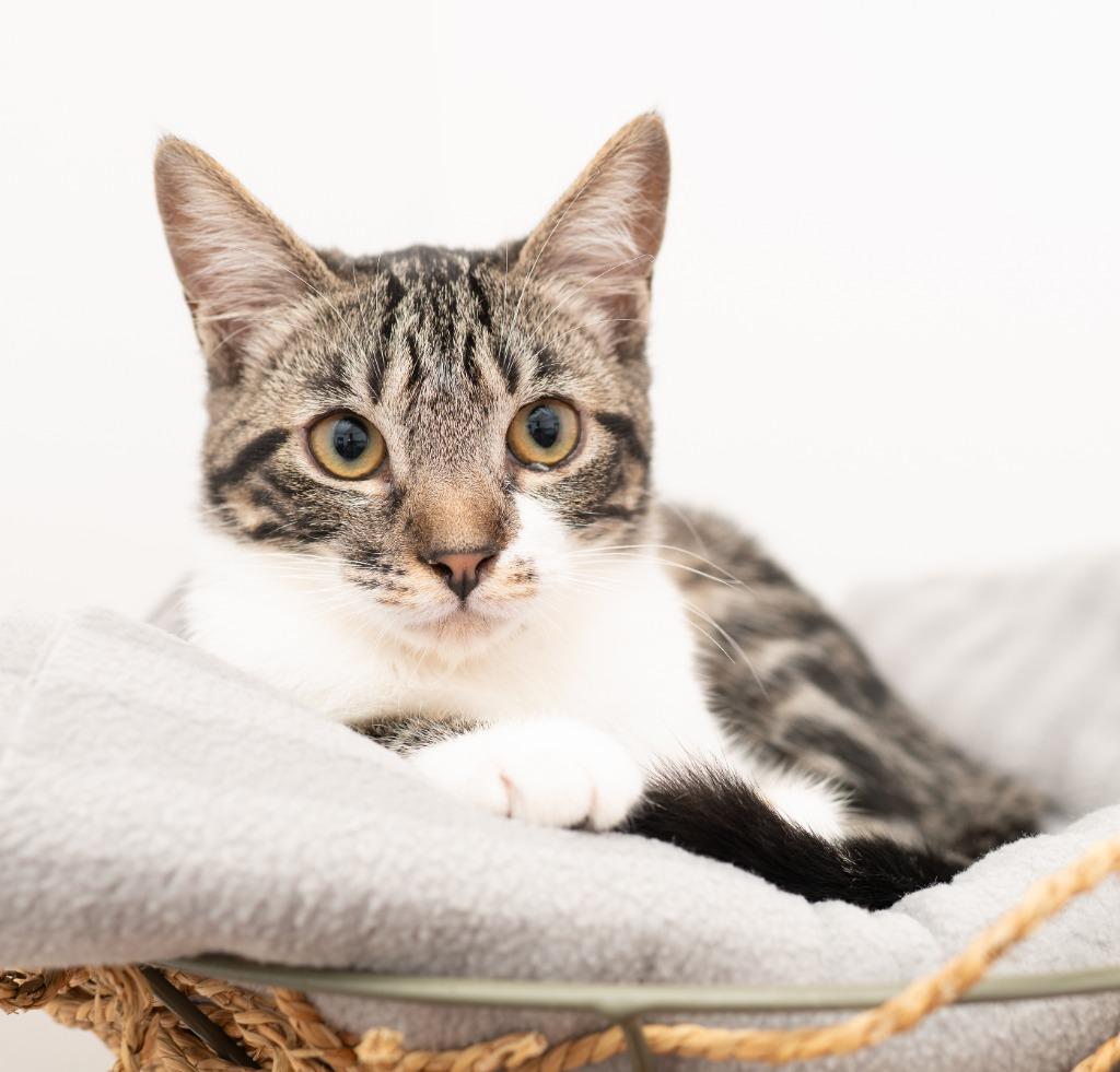 Watermelon, a Adoptable mixed breed in Los Angeles, CA image 3/6