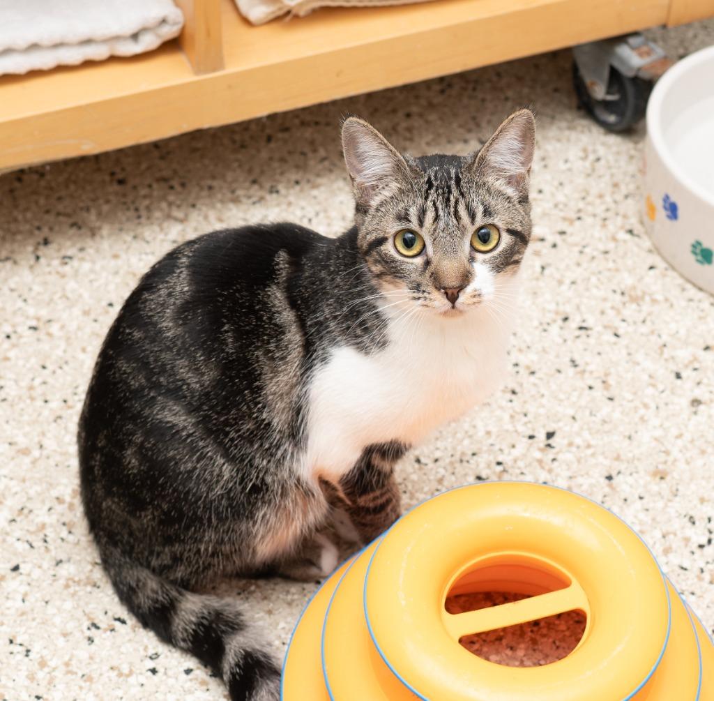 Watermelon, a Adoptable mixed breed in Los Angeles, CA image 4/6