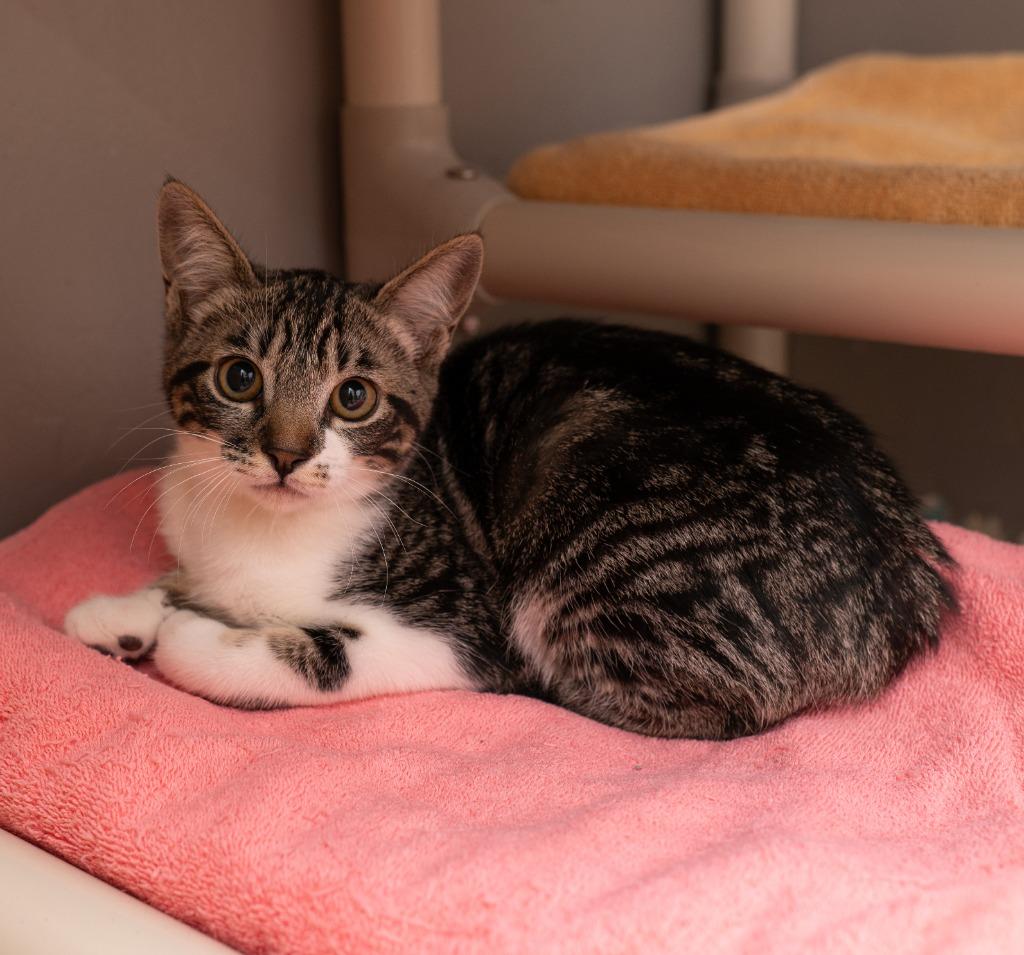 Watermelon, a Adoptable mixed breed in Los Angeles, CA image 5/6