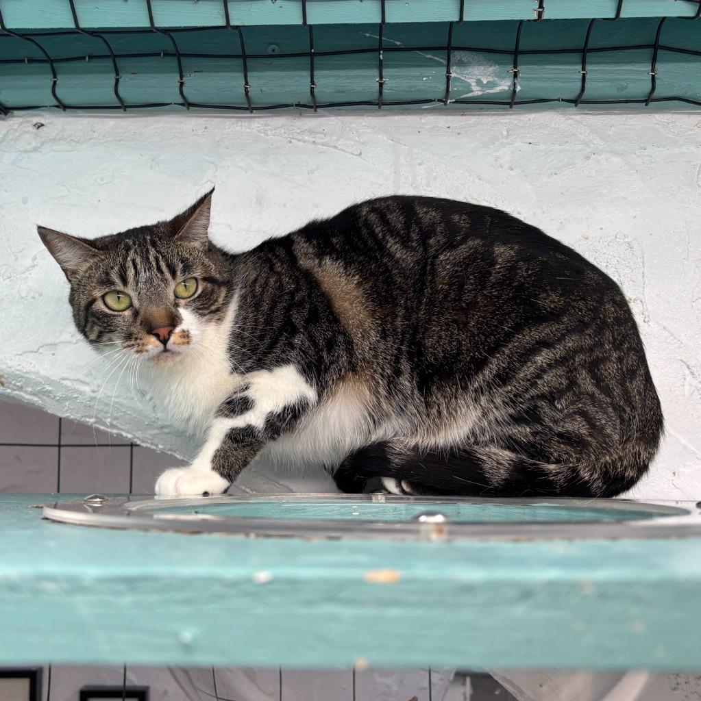Enlarge Watermelon, a Adoptable mixed breed in Los Angeles, CA image 3/6