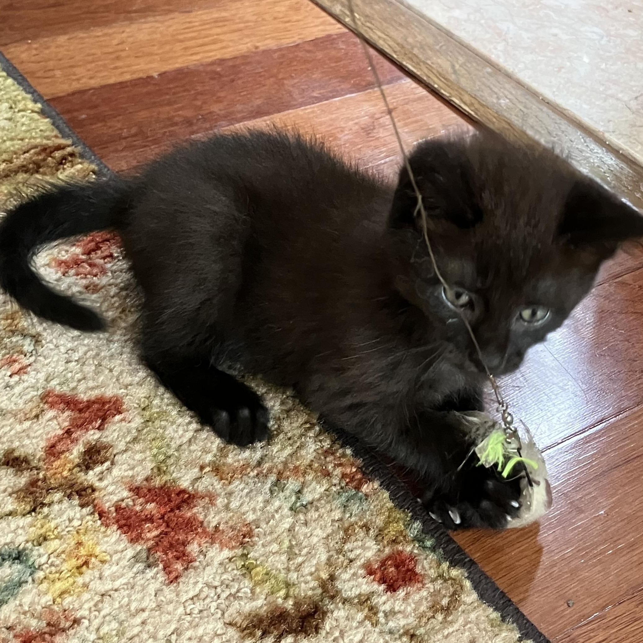 Enlarge Storm, a Adoptable Domestic Short Hair in Woodbridge, VA image 1/2