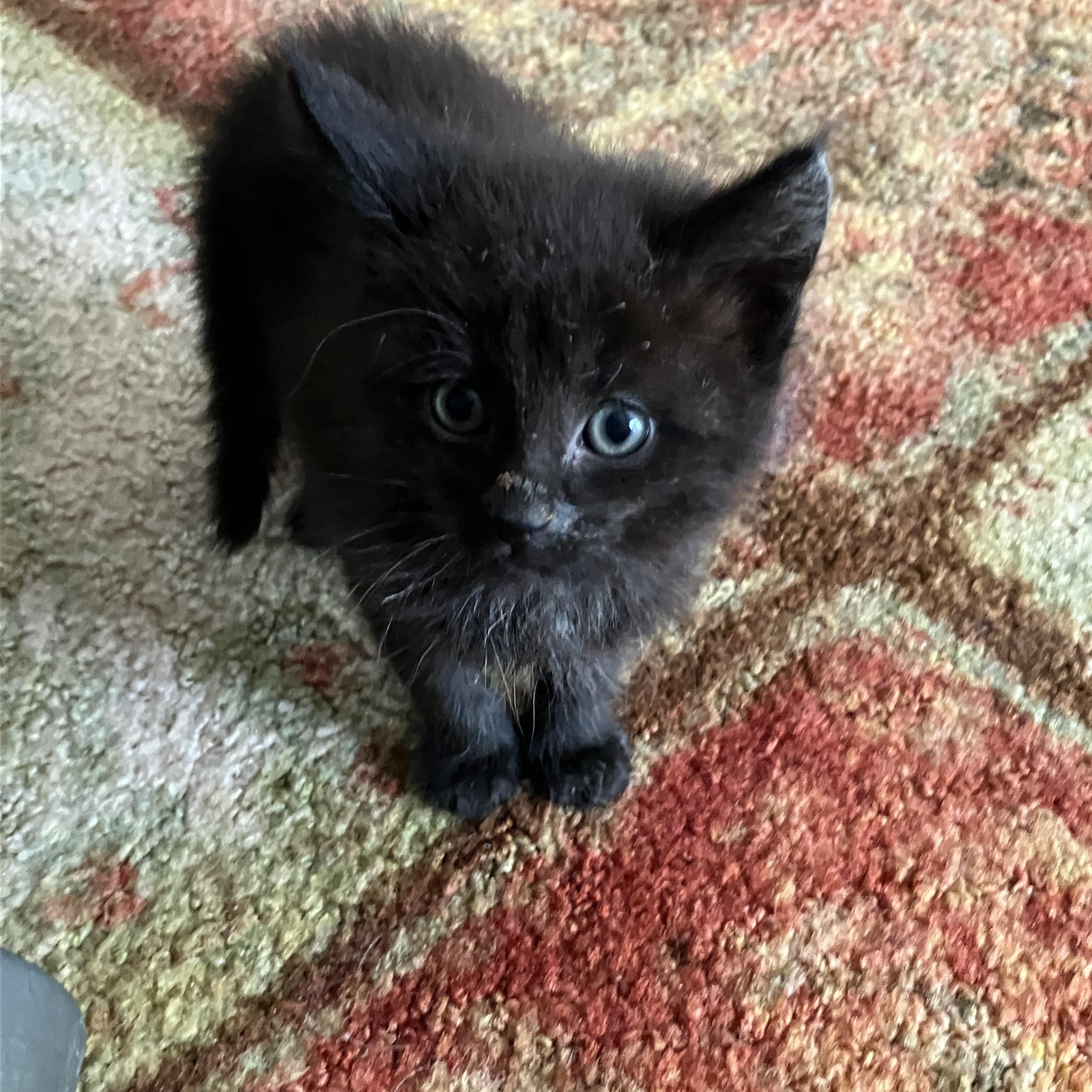 Enlarge Storm, a Adoptable Domestic Short Hair in Woodbridge, VA image 2/2