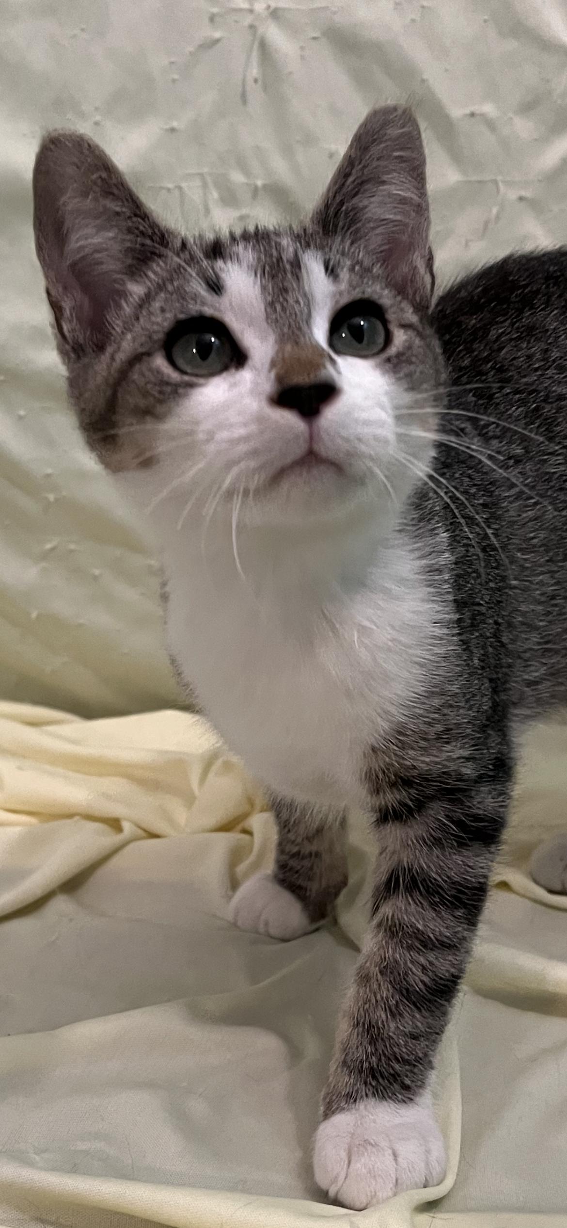 Enlarge Hazel, an adopted Domestic Short Hair in Connelly Springs, NC image 2/5