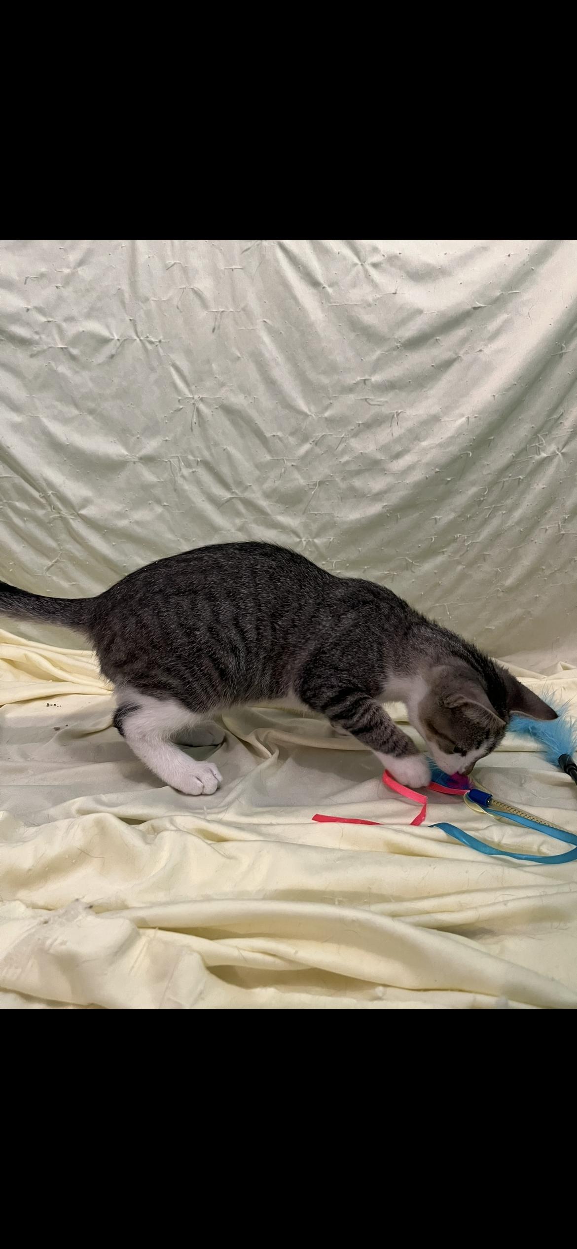 Enlarge Hazel, an adopted Domestic Short Hair in Connelly Springs, NC image 3/5