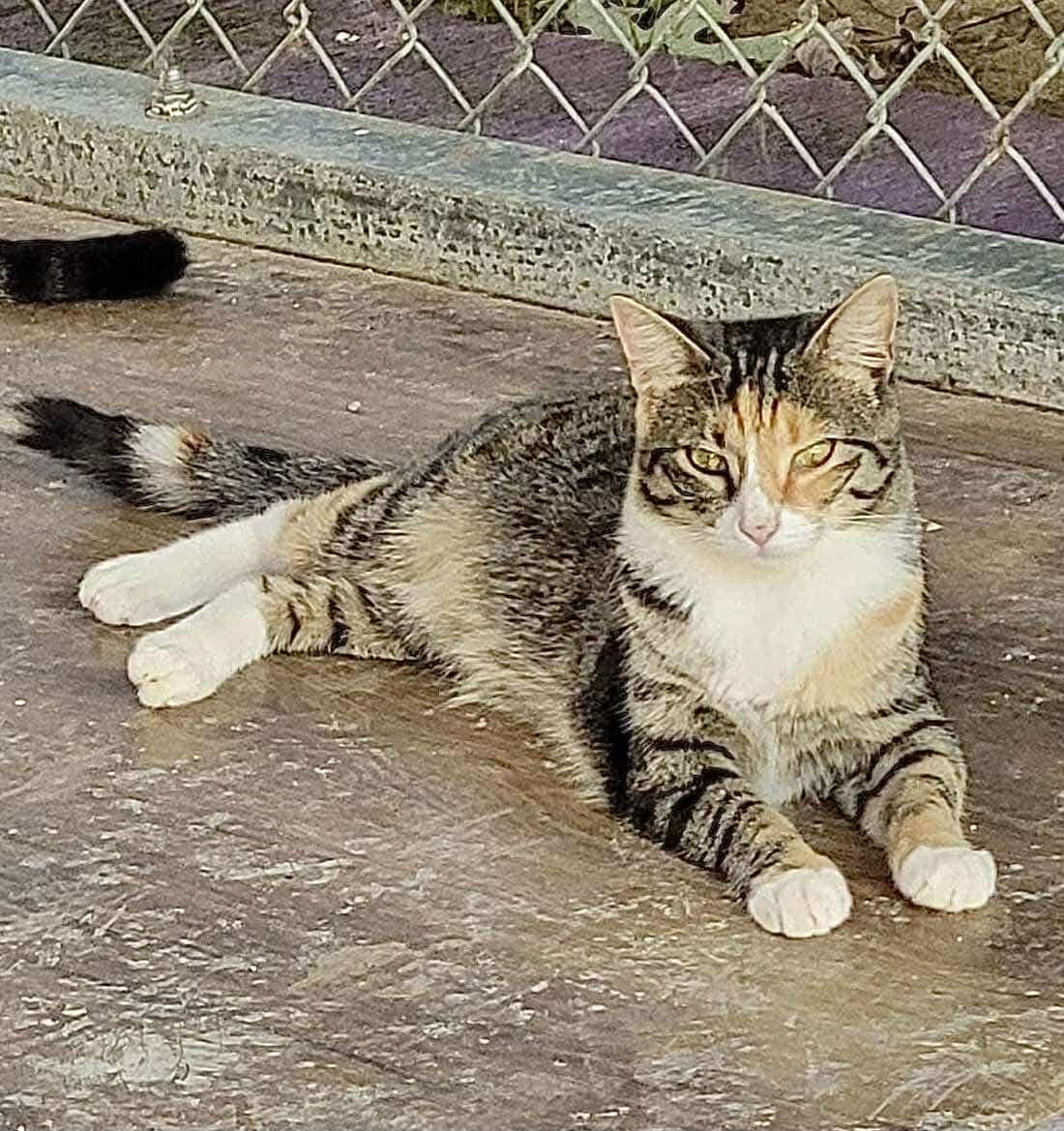 Enlarge Paprika, a Adoptable American Shorthair in Chatsworth, GA image 1/1