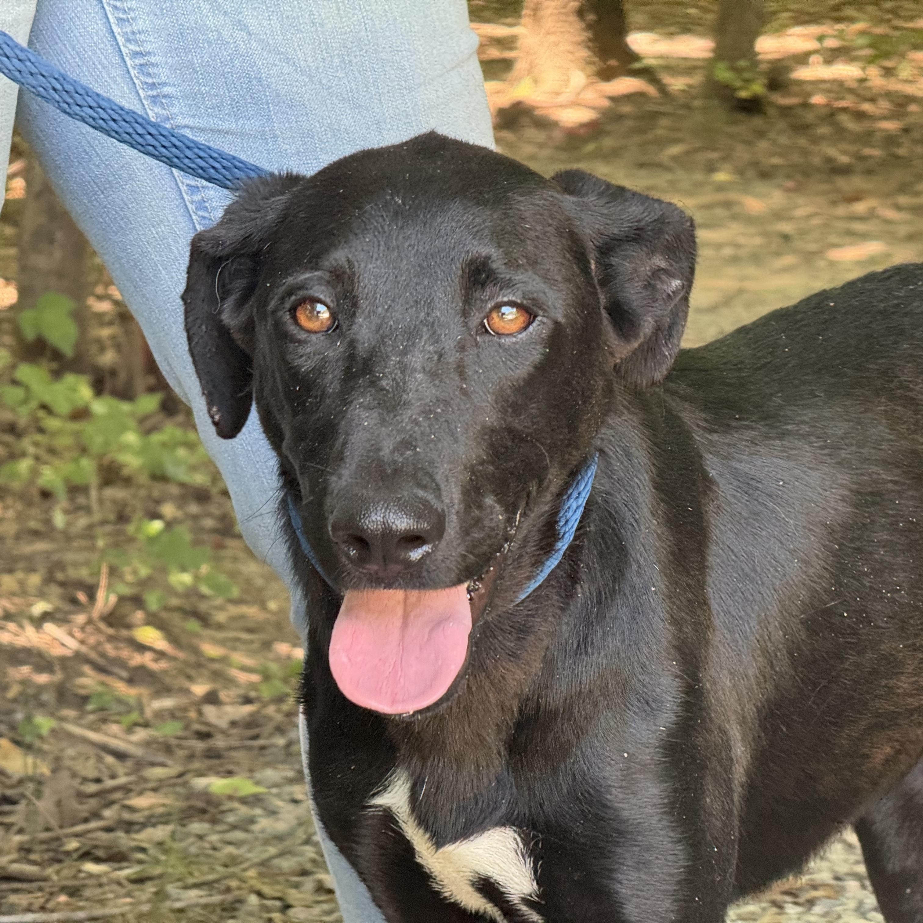 Kahlua, ADOPTABLE, Young Female Labrador Retriever.