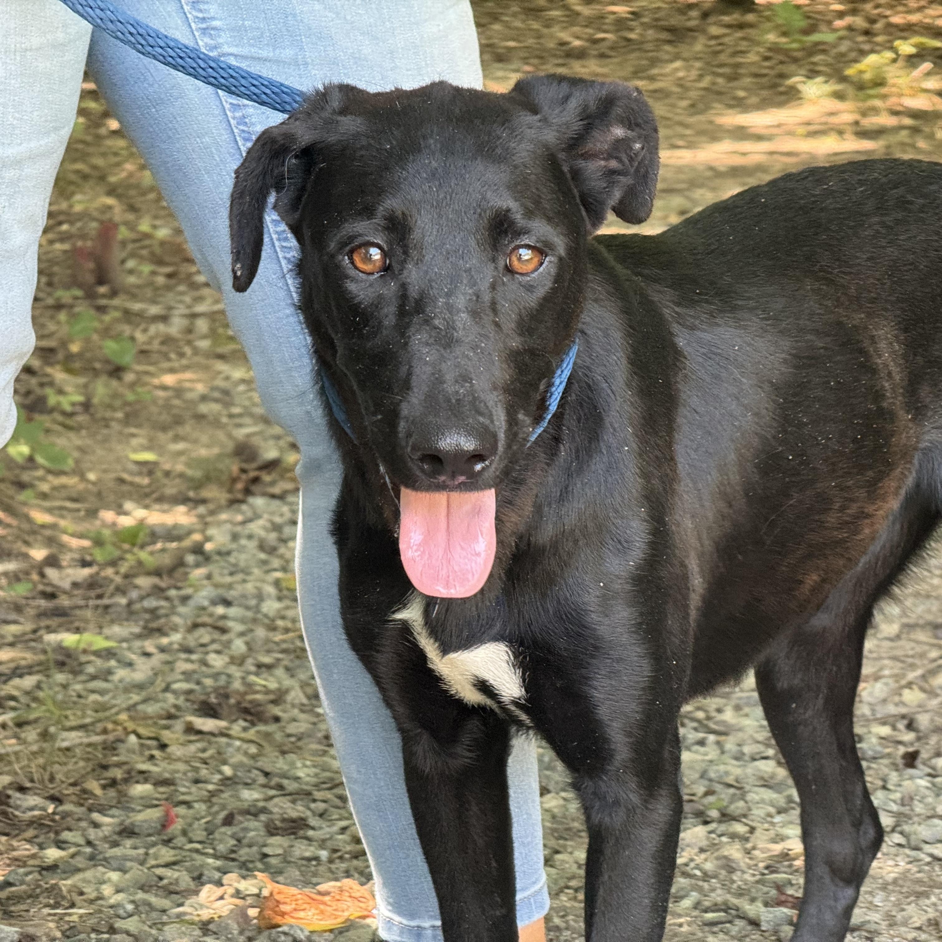Kahlua, a ADOPTABLE mixed breed in Richmond, VA image 4/6