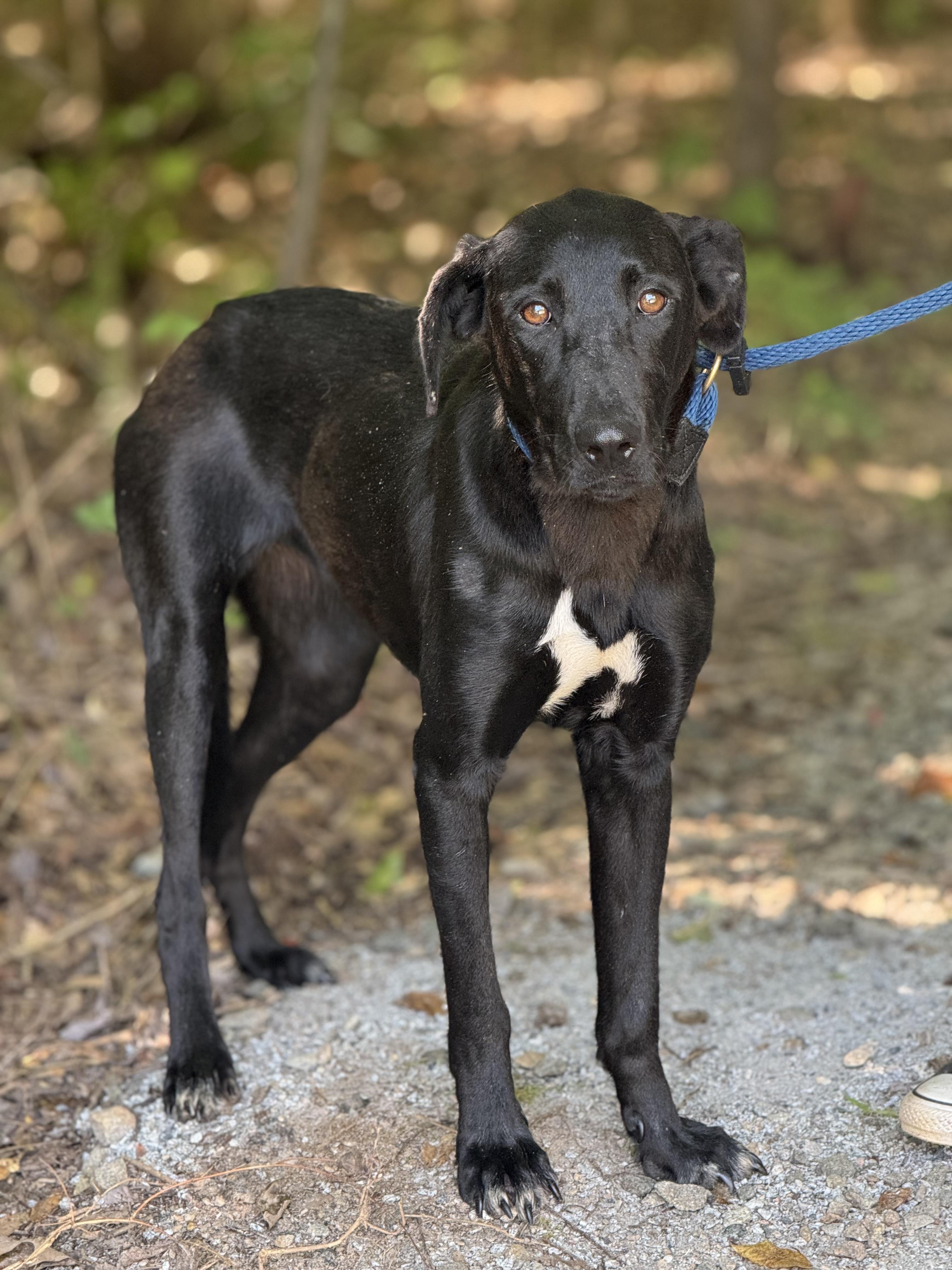 Kahlua, a ADOPTABLE mixed breed in Richmond, VA image 3/6