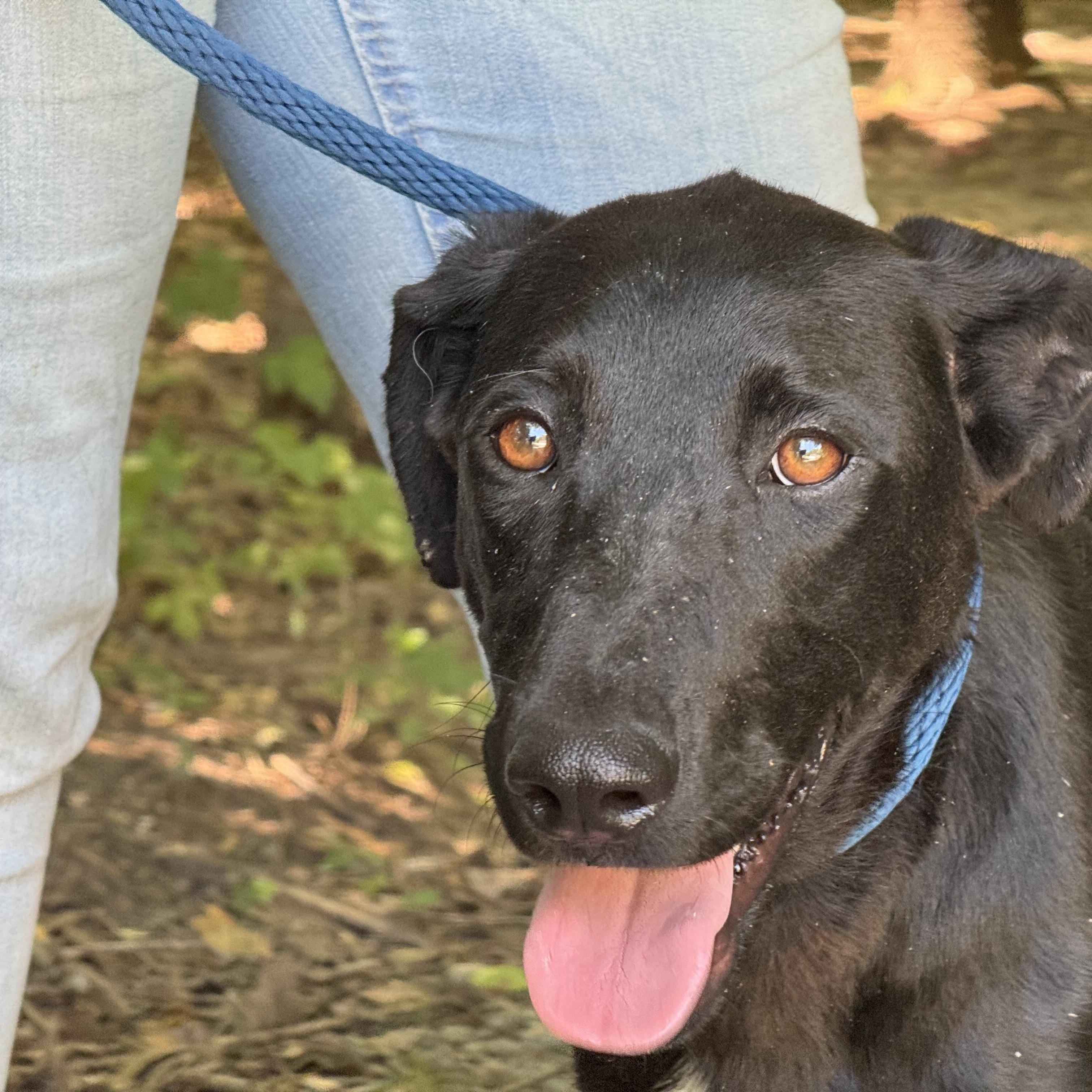 Kahlua, a ADOPTABLE mixed breed in Richmond, VA image 5/6