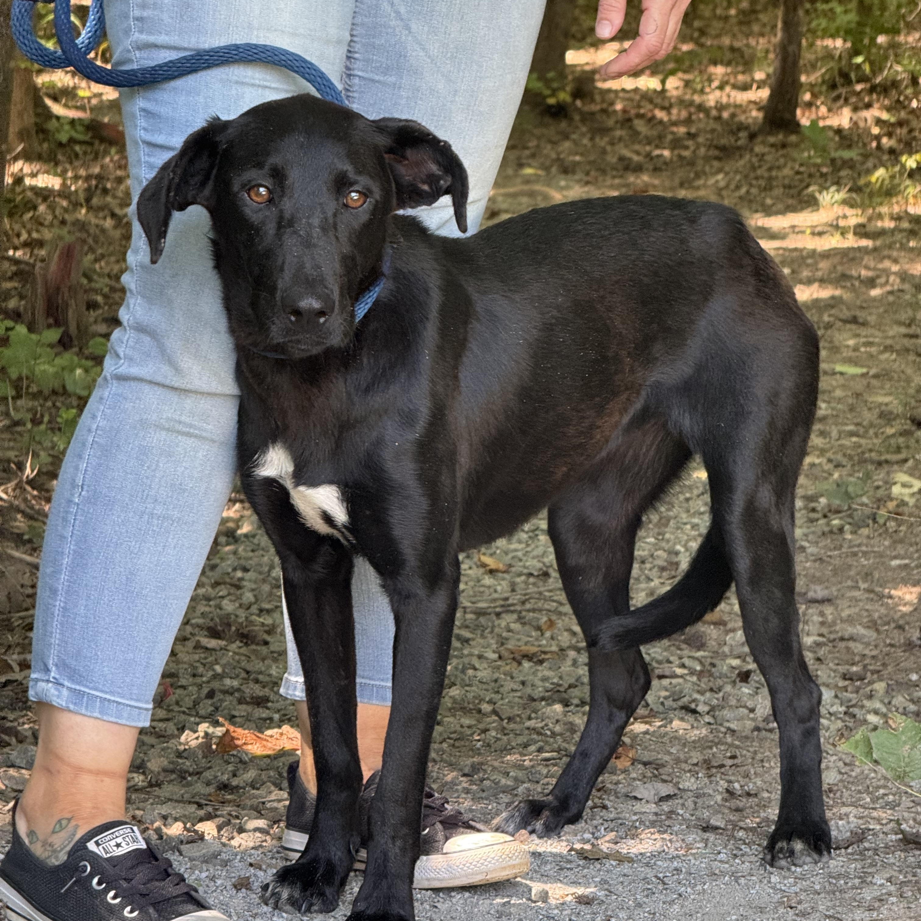 Kahlua, a ADOPTABLE mixed breed in Richmond, VA image 2/6