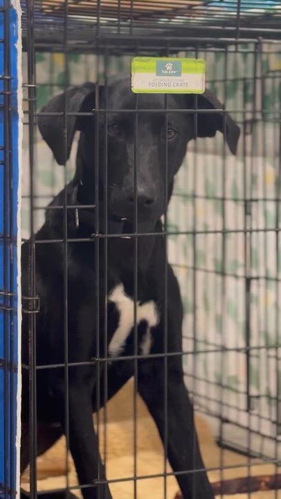 Enlarge Kahlua, a ADOPTABLE mixed breed in Richmond, VA video 6/6