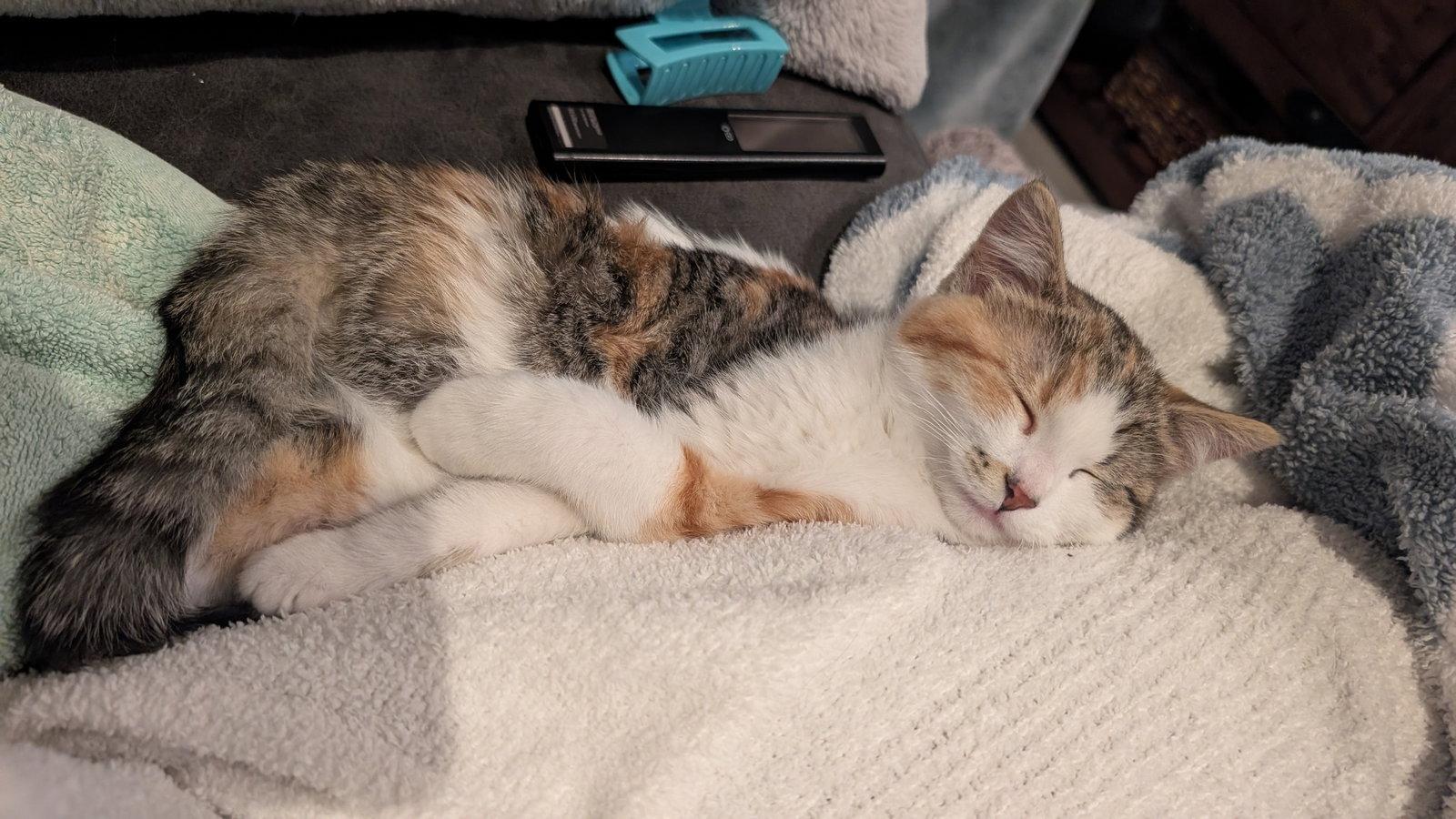 Enlarge Matilda C4780, a Adoptable Domestic Short Hair in minneapolis, MN image 1/3