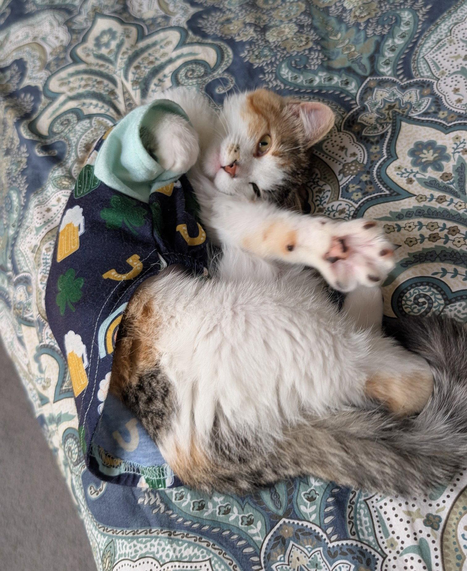 Enlarge Matilda C4780, a Adoptable Domestic Short Hair in minneapolis, MN image 2/3