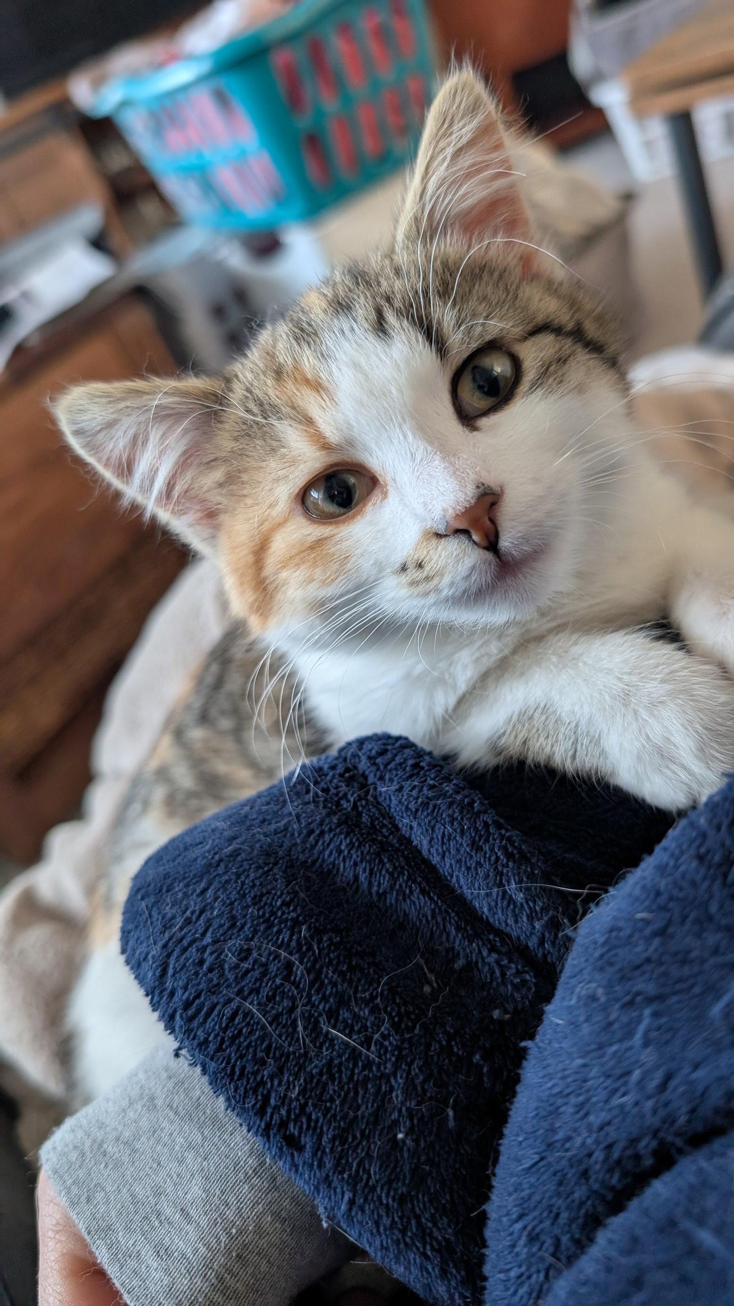 Enlarge Matilda C4780, a Adoptable Domestic Short Hair in minneapolis, MN image 3/3