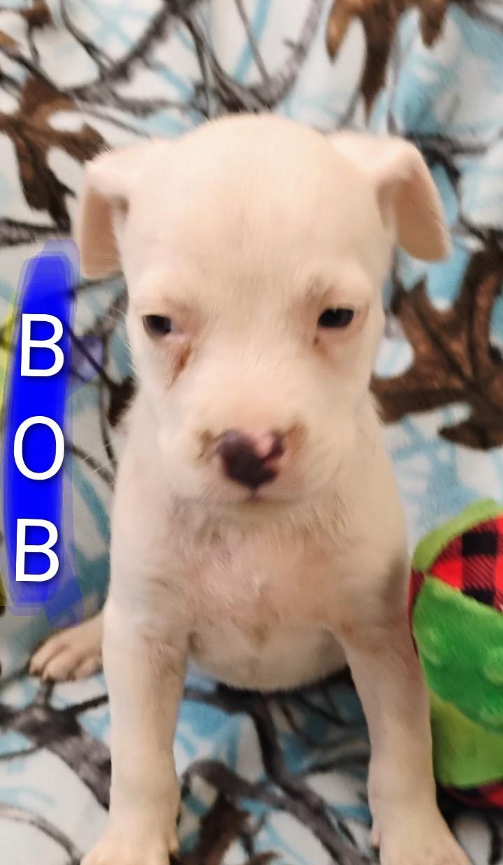 BOB