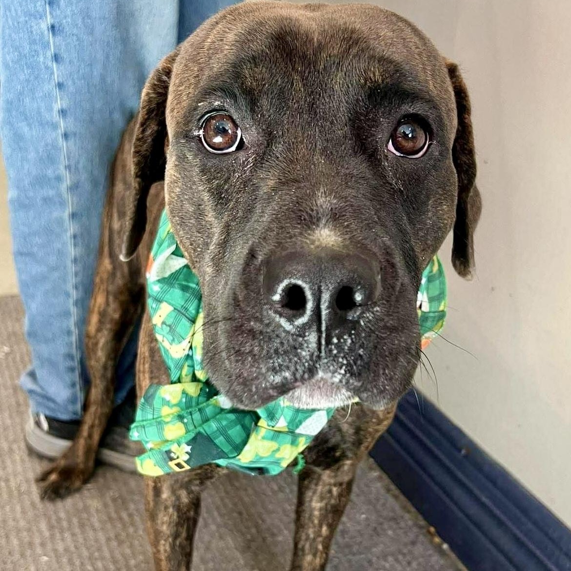 Cinnamon , adopted, Puppy Female Cane Corso.