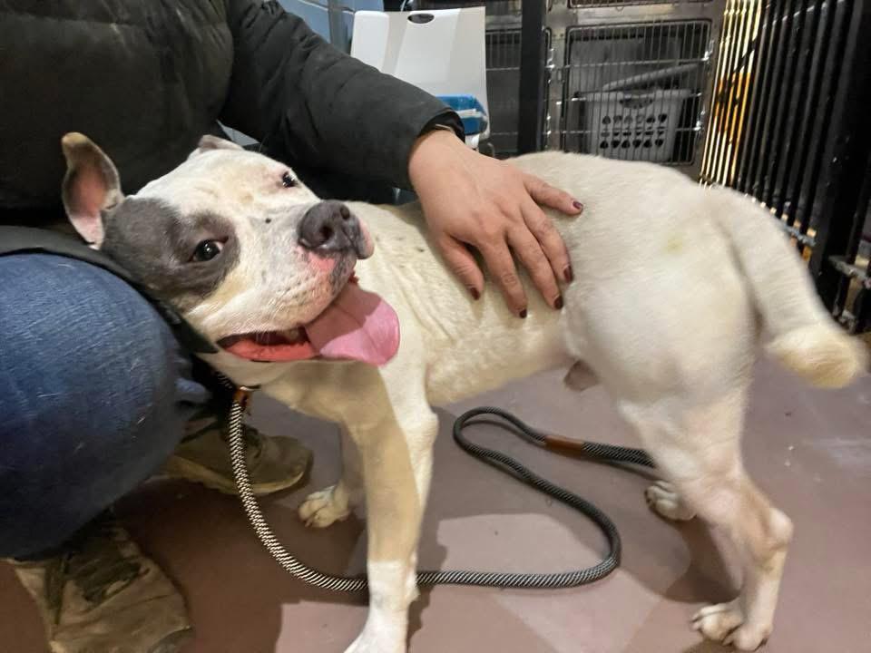 Enlarge Corbin, a ADOPTABLE Pit Bull Terrier in Chicago, IL image 4/4