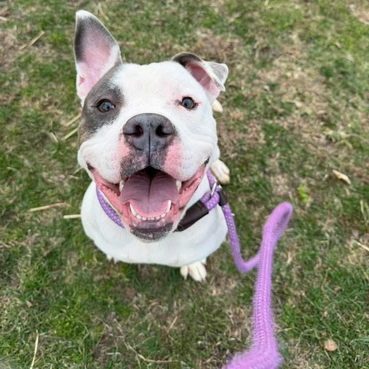 Enlarge Corbin, a ADOPTABLE Pit Bull Terrier in Chicago, IL image 1/4