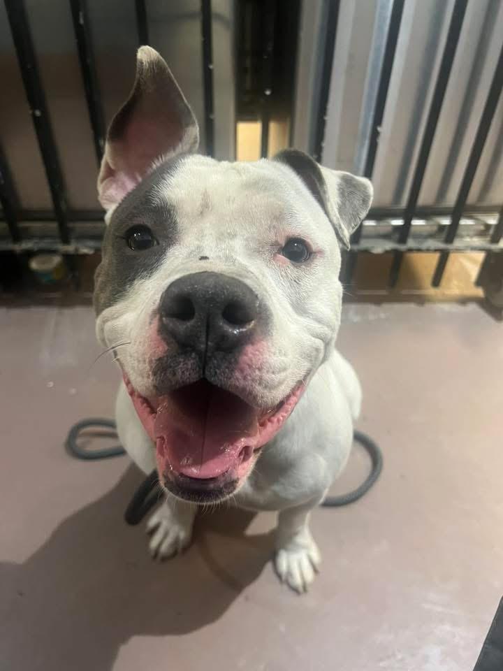 Enlarge Corbin, a ADOPTABLE Pit Bull Terrier in Chicago, IL image 3/4