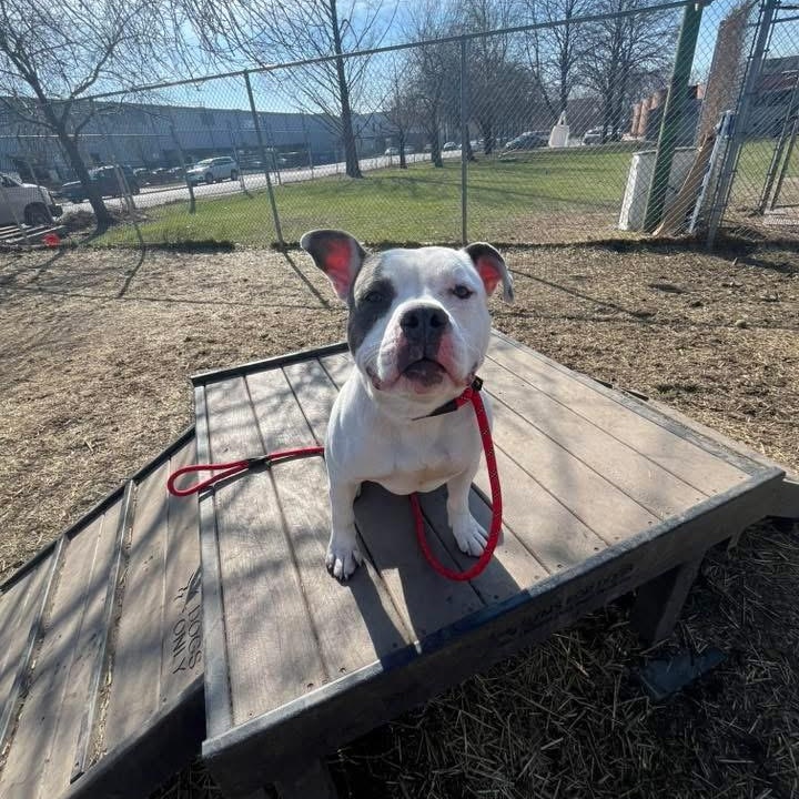 Enlarge Corbin, a ADOPTABLE Pit Bull Terrier in Chicago, IL image 2/4