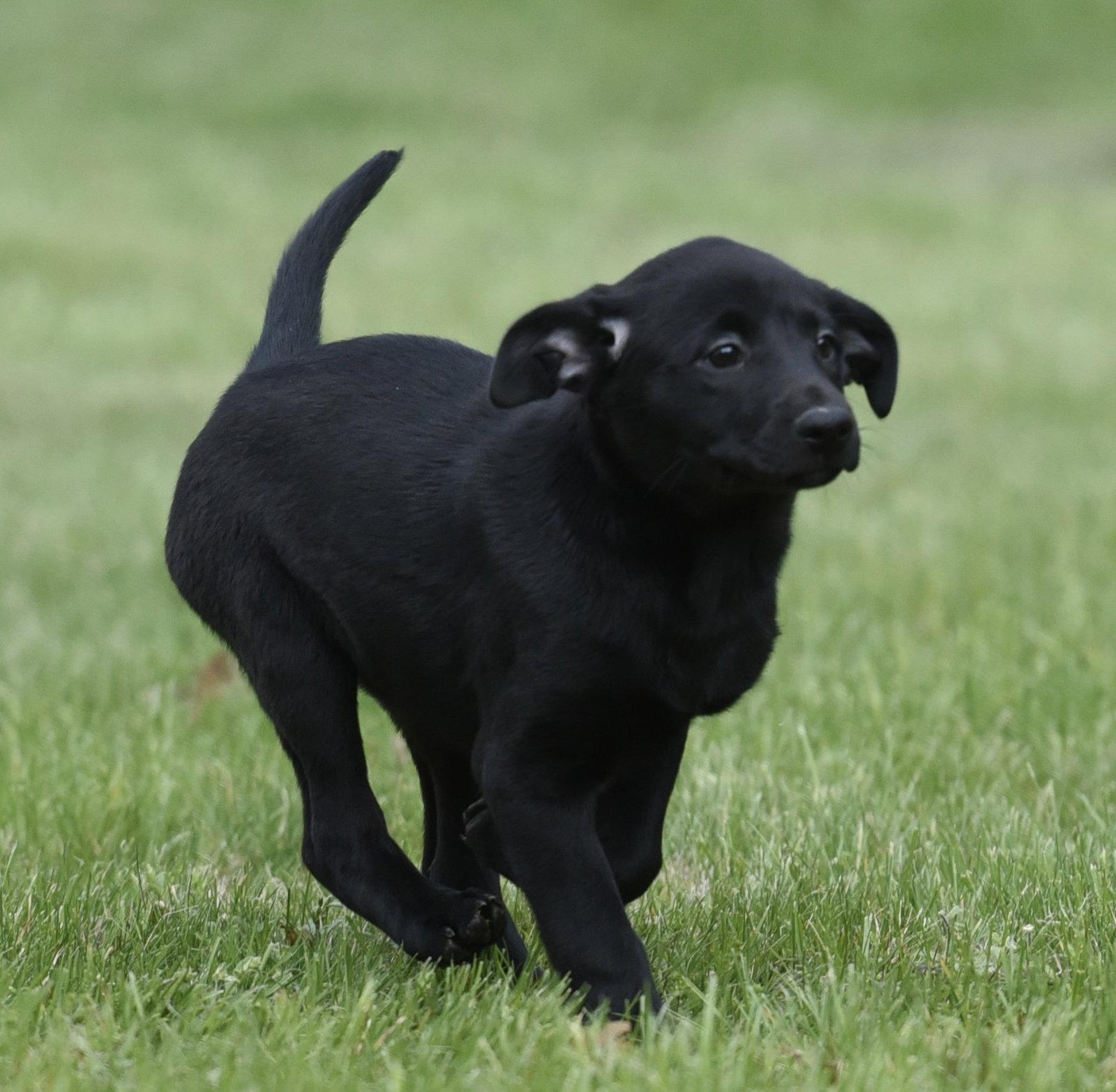 SIENNA, Adoptable, Puppy Female Labrador Retriever & Border Collie.