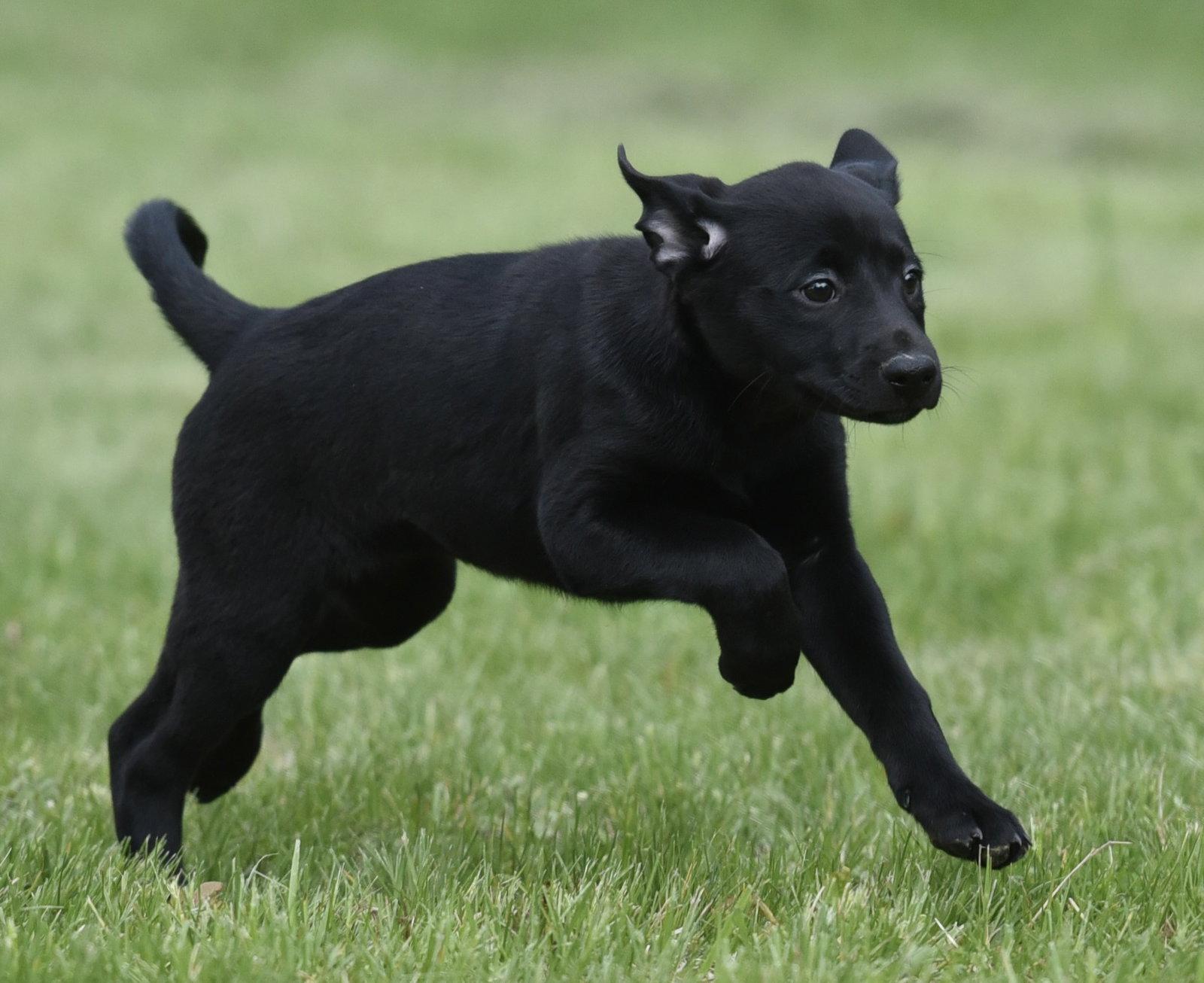 Enlarge SIENNA, a Adoptable mixed breed in Mechanicsburg, PA image 2/3