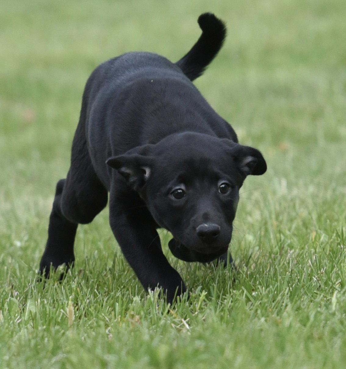 Enlarge SIENNA, a Adoptable mixed breed in Mechanicsburg, PA image 3/3
