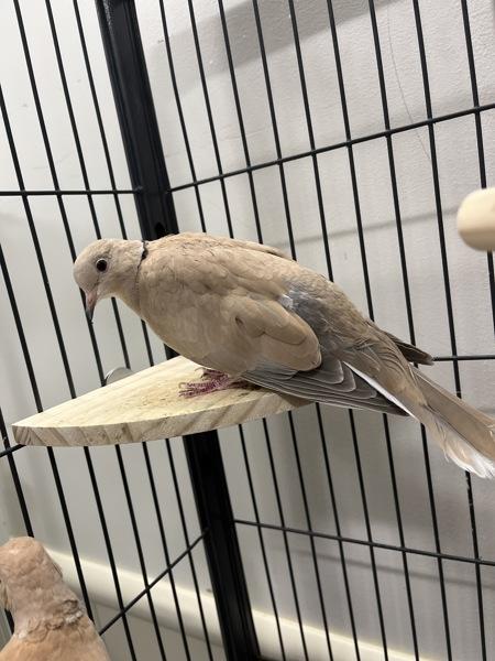 Enlarge Oboe (Cage 2), a Adoptable mixed breed in Stratham, NH image 1/1