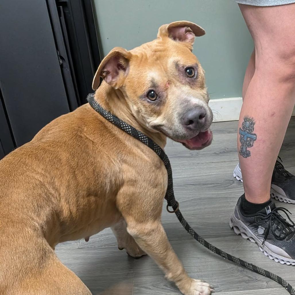 Paydin, Adoptable, Adult Female Pit Bull Terrier.