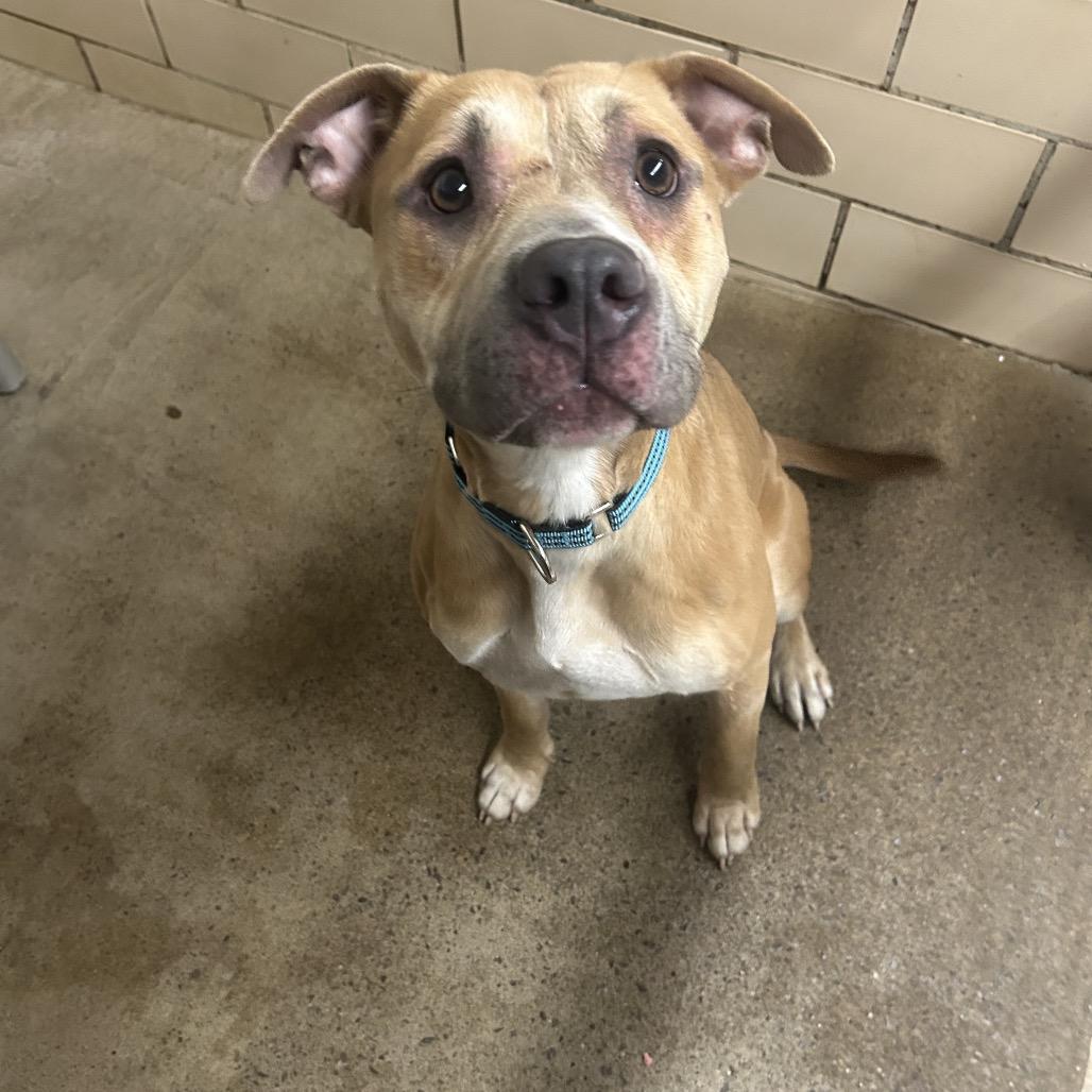Enlarge Paydin, a Adoptable Pit Bull Terrier in Greenville, PA image 2/6