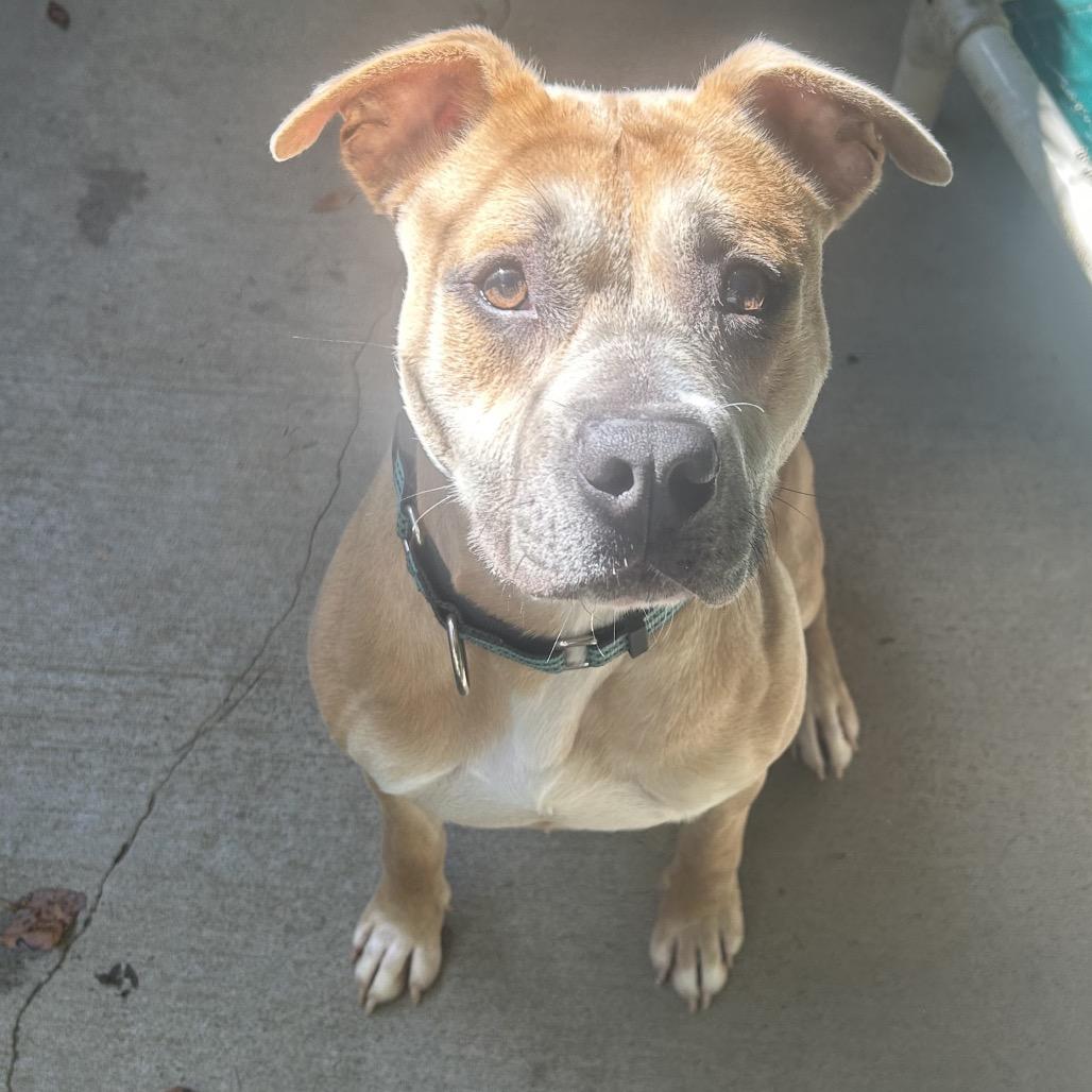 Enlarge Paydin, a Adoptable Pit Bull Terrier in Greenville, PA image 3/6