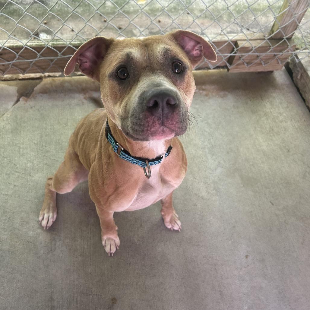 Enlarge Paydin, a Adoptable Pit Bull Terrier in Greenville, PA image 4/6