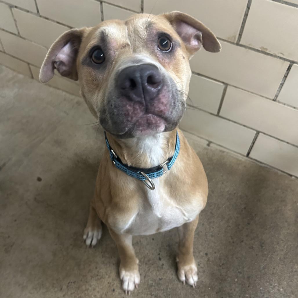 Enlarge Paydin, a Adoptable Pit Bull Terrier in Greenville, PA image 5/6