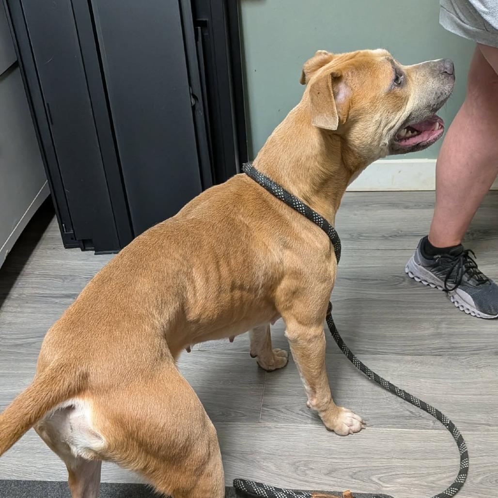 Enlarge Paydin, a Adoptable Pit Bull Terrier in Greenville, PA image 6/6
