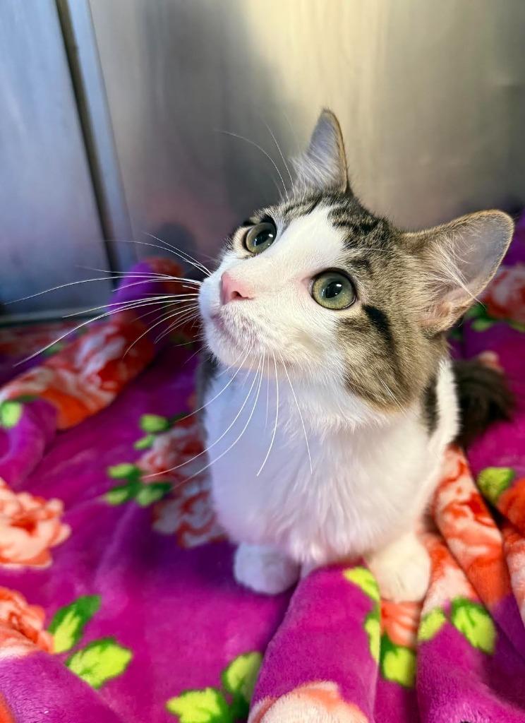 Nosh, Adopted, Young Male Domestic Medium Hair.